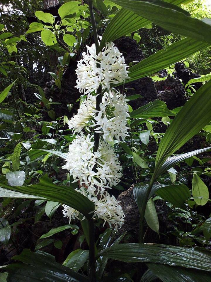 เอื้องลิลา Corymborkis Veralifolia ( reinw ) BI